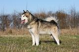 ALASKAN MALAMUTE 819